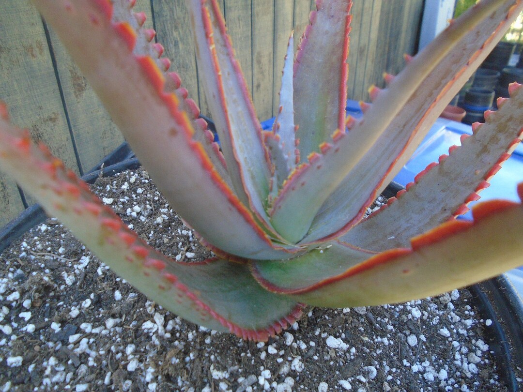 Exact Aloe swordfish 1 Plant PPAF Hybrid Fully Etsy
