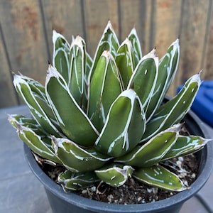Exact 1Gallon "Queen Victoria" Agave Plant, Fully Rooted Victoriae-Reginae Plant,  A, Each Listing Different