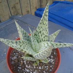 Aloe "Delta Lights" Hybrid, Fully Rooted,  Each Listing Different