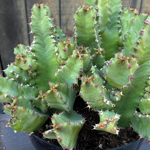 Exact Large Moroccan Mound Group - Euphorbia Resinifera (Spurge)  Fully Rooted 3T,  Each Listing Different