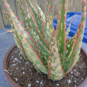 Puede incluir: Primer plano de una planta suculenta variegada con hojas verdes, blancas y rosadas. La planta est&aacute; en maceta en una maceta marr&oacute;n con tierra y piedras blancas.