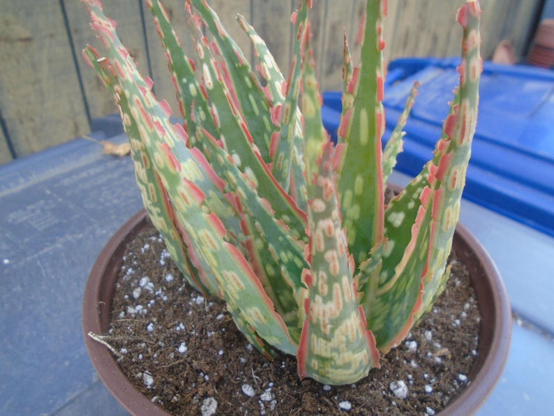 Puede incluir: Primer plano de una planta suculenta variegada con hojas verdes, blancas y rosadas. La planta est&aacute; en maceta en una maceta marr&oacute;n con tierra y piedras blancas.