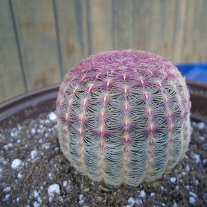 Special - Rosey Hedgehog Cactus, Fully Rooted, Echinocereus Rigidissimus Rubrispinus