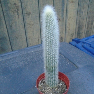 Exact Silver Torch Cactus Plant, Fully Rooted  Cleistocactus Strausii-  -- Columnar Cactus 39,  Each Listing Different