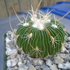 Stenocactus Multicostatus Cactus Plant, (Brain Cactus) Echinofossulocactus Multicostatus,  Fully Rooted Cactus