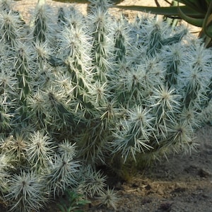 SILVER CHOLLA - One Segment Cylindropuntia Echinocarpa, Cactus Cutting