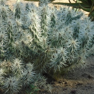 SILVER CHOLLA - One Segment Cylindropuntia Echinocarpa