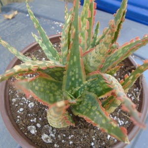 Puede incluir: Una planta de aloe variegada con hojas verdes y blancas y bordes rojos. La planta est&aacute; en maceta en una maceta marr&oacute;n con tierra y peque&ntilde;as piedras blancas.