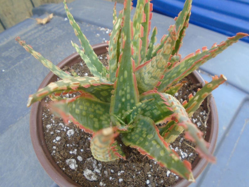 Puede incluir: Una planta de aloe variegada con hojas verdes y blancas y bordes rojos. La planta est&aacute; en maceta en una maceta marr&oacute;n con tierra y peque&ntilde;as piedras blancas.