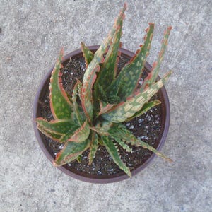 Puede incluir: Una planta suculenta en maceta con hojas variegadas verdes y rojas. La planta est&aacute; en una maceta de terracota marr&oacute;n.