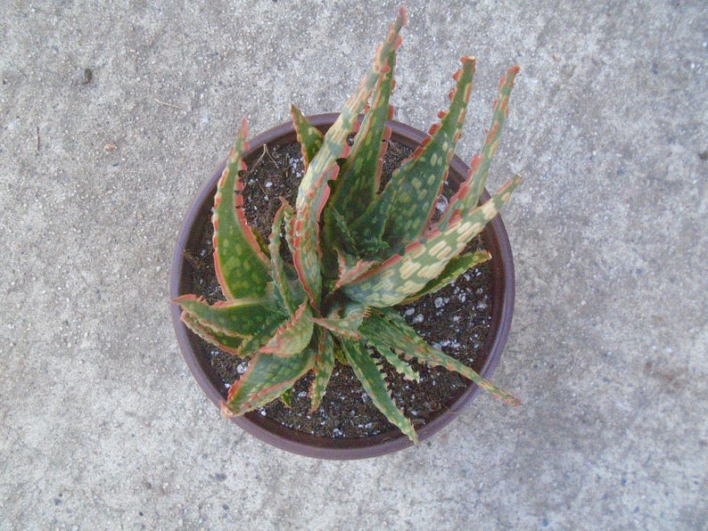 Puede incluir: Una planta suculenta en maceta con hojas variegadas verdes y rojas. La planta est&aacute; en una maceta de terracota marr&oacute;n.