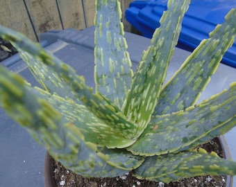 10 graines fraîches Aloe greatheadii-greathead's spotted leaf Aloe vera