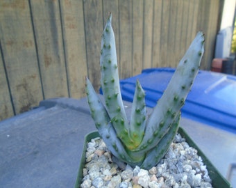 Aloe Marlothii - Mountain Aloe, Fully Rooted Plant, Hummingbird Friendly,   Succulent