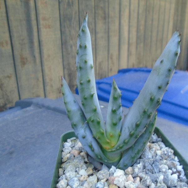 Aloe Marlothii - Mountain Aloe, Fully Rooted Plant, Hummingbird Friendly,   Succulent