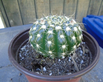 Notocactus "Green Tomato" Cactus - Uebelmannianus , Fully Rooted