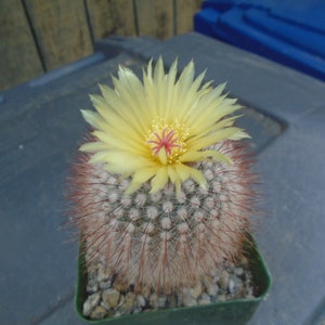 Notocactus Scopa Rubra Cactus Plant, Fully Rooted Cactus