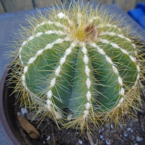 Balloon Cactus - Notocactus Magnificus - Fully Rooted Plant