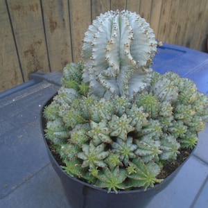 Exact Euphorbia Horrida (Group) of Plants - Euphorbia Cereiformis, Cactus, 4T,  Each Listing Different