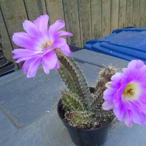 Lady Finger Cactus, Fully Rooted,  Echinocereus Pentalophus,  When it Blooms Bright Flowers