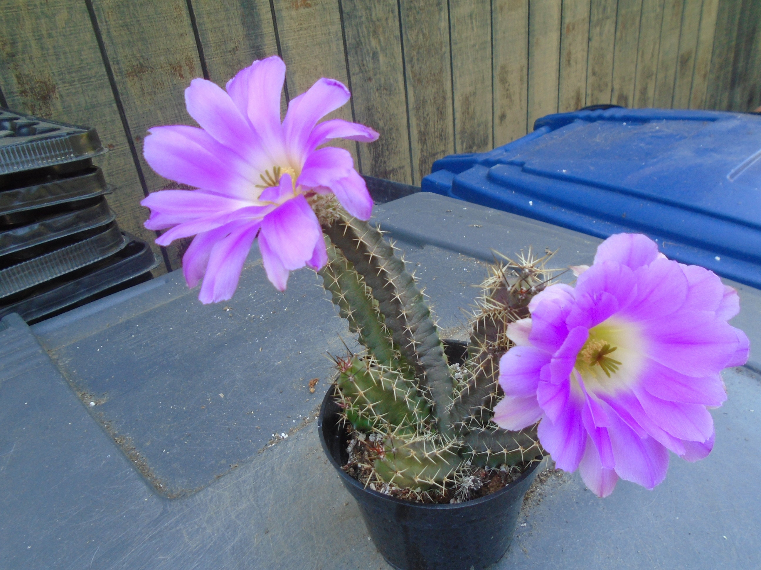Lady Finger Cactus, Fully Rooted,  Echinocereus Pentalophus,  When it Blooms Bright Flowers