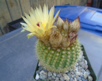 Notocactus Werdermannianus Cactus Plant,  Fully Rooted