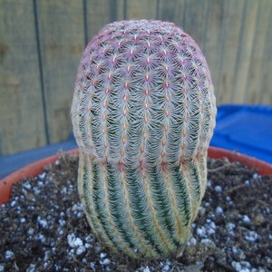 Exact Rosey Hedgehog Cactus, Fully Rooted, Echinocereus Rigidissimus Rubrispinus  Z