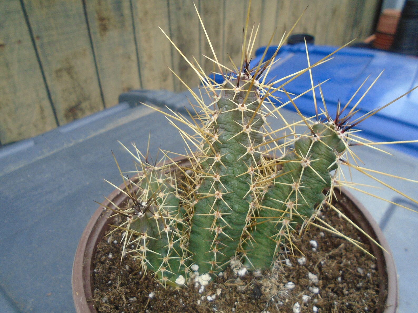 Lady Finger Cactus Fully Rooted Echinocereus Pentalophus Etsy