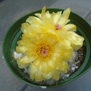 May include: A close-up of a yellow cactus flower with a pink center. The flower is in a green pot.
