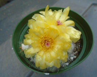 Special Notocactus Scopa V. Morellei Cactus Plant, Grows Clusters, Fully Rooted  Will Have At Least 3 Bonus Pups