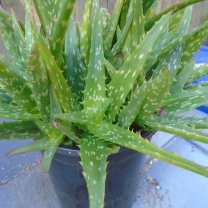 Aloe &quot;Night Sky&quot; One Plant, Fully Rooted Hybrid  PPAF