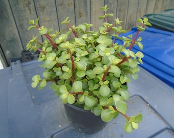 Elephant Food - "Spek-Boom" Fully Rooted 1 Gallon, Portulacaria Afra