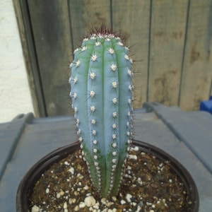 Exact Blue Pilosocereus Bradei Cactus Plant, Fully Rooted - Columnar Type Cactus,  13,  Each Listing Different