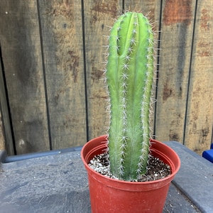 Exact Fat Chichipe Cactus, Fully Rooted - Columnar Tree-Like Cactus 11,  Polaskia Chichipe, Each Listing Different.