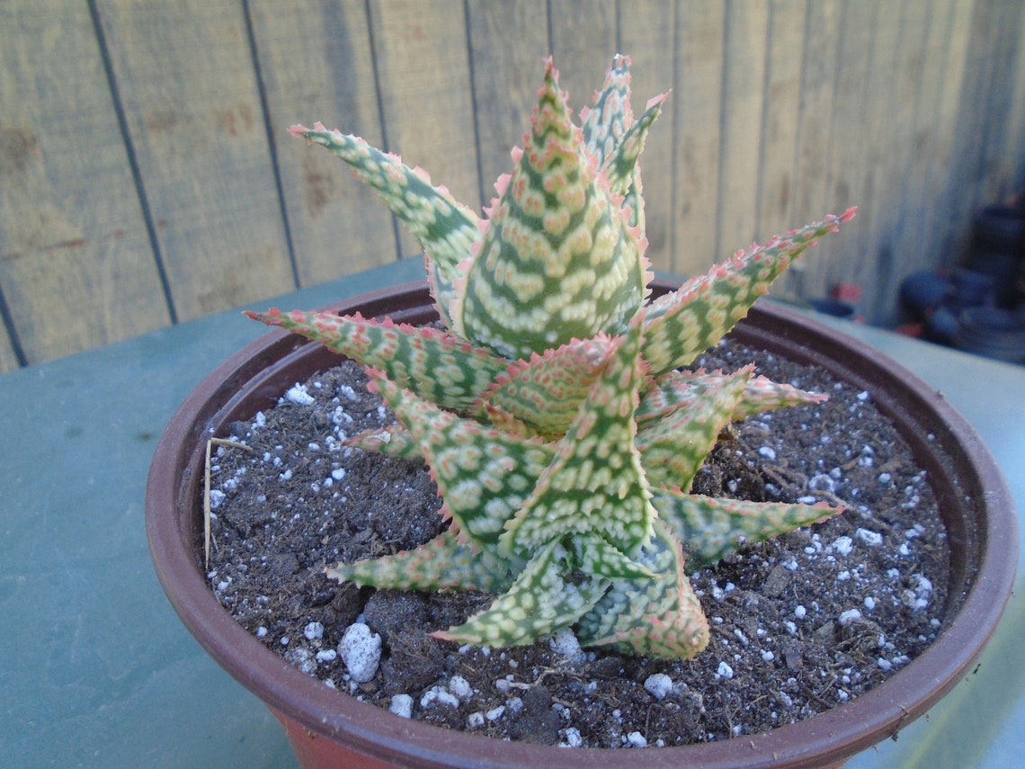 Aloe Firecracker 2 Plants Hybrid Fully Rooted Etsy