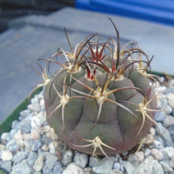 Gymnocalycium Albipulpa Cactus Plant,  Fully Rooted Cactus,   Origin Bolivia