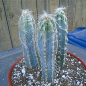 THREE Pilosocereus Pachycladus Cactus Plants, Fully Rooted, Columnar Type Plant
