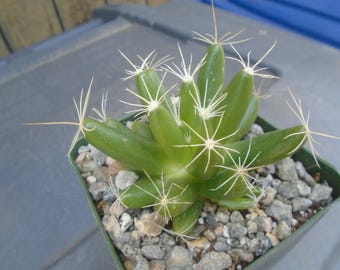Mammillaria Longimamma V. Uberiformis, 20 Seeds - Etsy