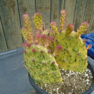 Exact Opuntia "Sunburst" 3 Plants, Fully Rooted  Variegated Plant, Prickly Pear Cactus  2T, Each Listing Different