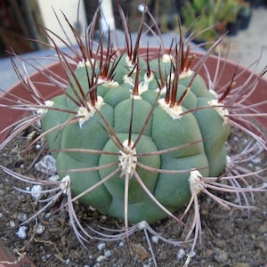 Special - Gymnocalycium Saglione - Giant Chin Cactus, Fully Rooted