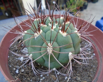 Special - Gymnocalycium Saglione - Giant Chin Cactus, Fully Rooted