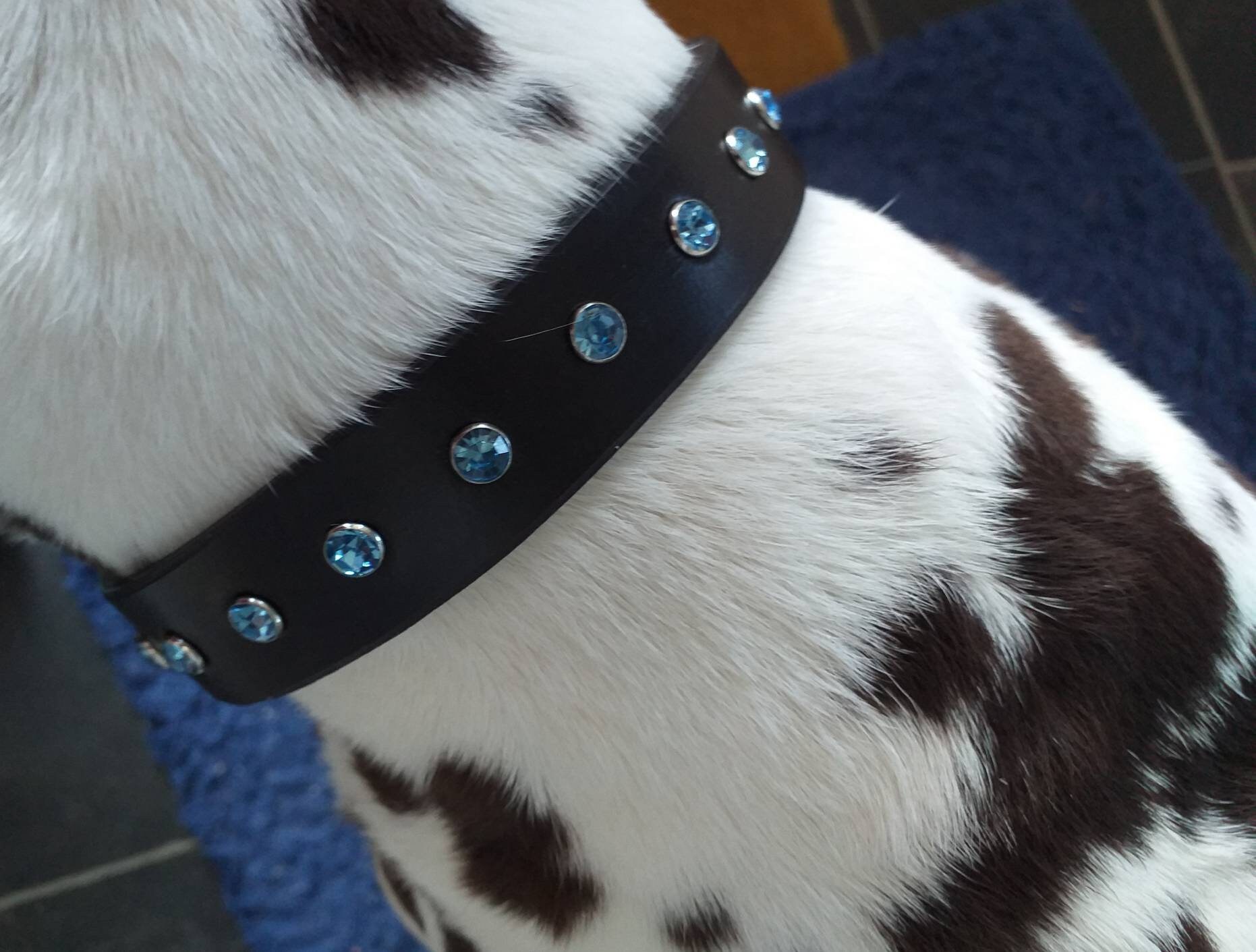 Leather dog collar bridle leather dog collars blue diamante Etsy