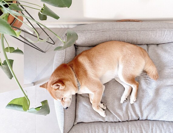 Dog recliner bed online