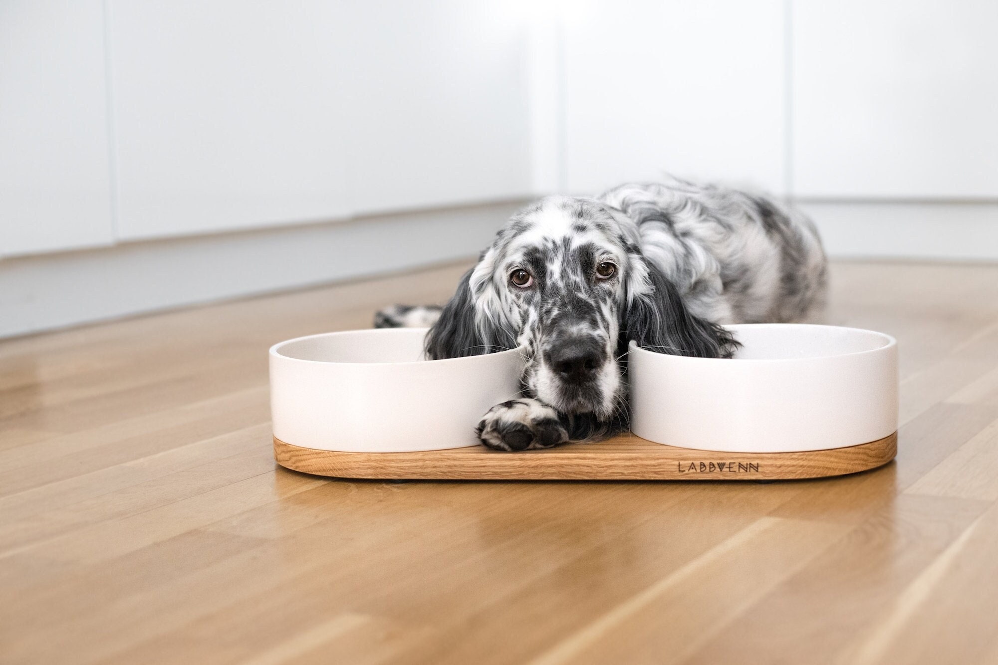 Can A Dog Die From Eating Wood