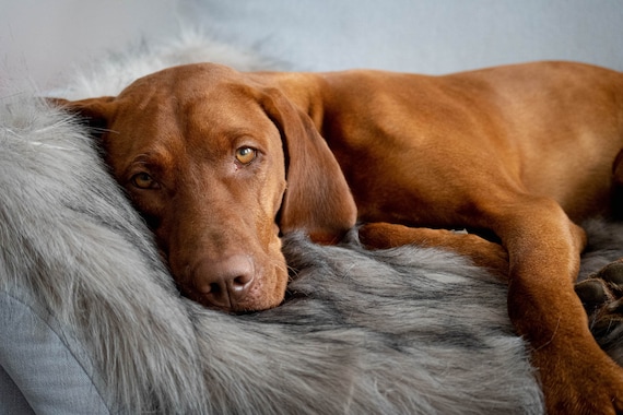Down dog blanket top