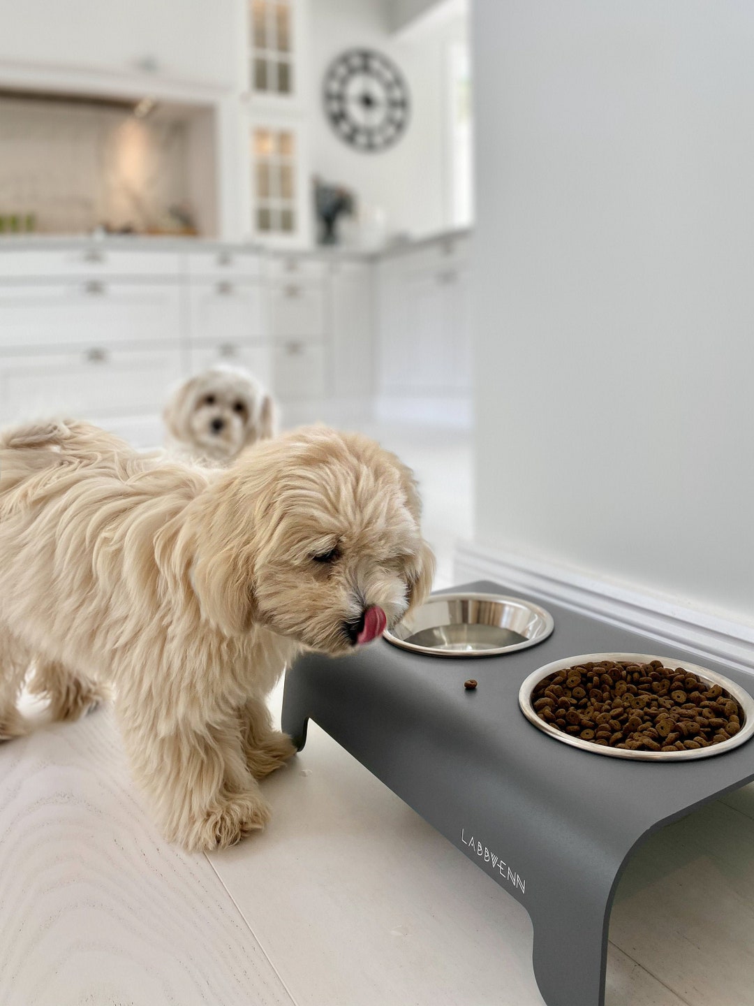 Image showcasing RICO Modern Elevated Pet Feeder – Designer Stand With Stainless Steel ...