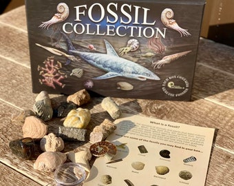 Fossiles Sammelset, enthält 15 echte Fossilien, fossiler Ammonit.