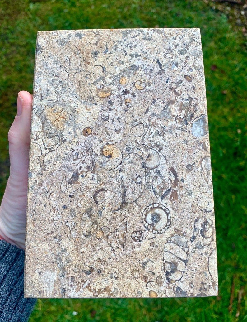 Fossilstone Marble Bookends Fossil Bookends Natural Etsy UK