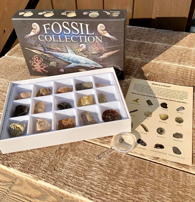Fossil Collection Kit Contains 15 Real Fossils Fossil Etsy