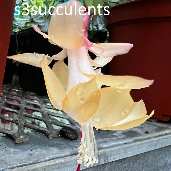 Christmas Cactus / Thanksgiving Cactus (Schlumbergera Buckleyi) Guide
