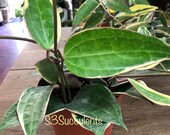 Hoya Macrophylla Albomarginata Variegated, Rare Live Plant